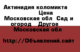 Актинидия коломикта “Sientabrskaya“ › Цена ­ 850 - Московская обл. Сад и огород » Другое   . Московская обл.